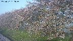 ochiai1-20250501052016.jpg