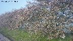 ochiai1-20250501053017.jpg