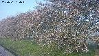 ochiai1-20250501054016.jpg