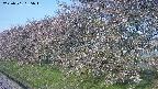 ochiai1-20250501055017.jpg
