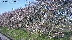 ochiai1-20250501060016.jpg