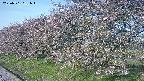 ochiai1-20250501061017.jpg