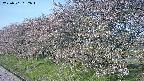 ochiai1-20250501062016.jpg
