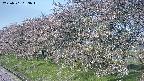 ochiai1-20250501063017.jpg