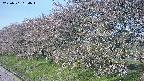 ochiai1-20250501064017.jpg