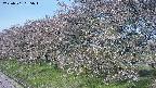ochiai1-20250501065017.jpg