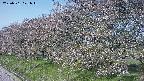 ochiai1-20250501071016.jpg