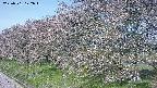 ochiai1-20250501072018.jpg
