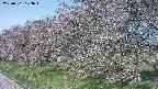ochiai1-20250501073017.jpg