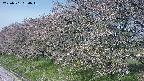 ochiai1-20250501080016.jpg