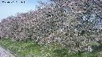 ochiai1-20250501081017.jpg