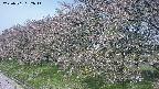 ochiai1-20250501082016.jpg