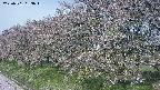 ochiai1-20250501083017.jpg