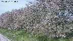 ochiai1-20250501084017.jpg