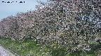 ochiai1-20250501090015.jpg