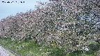 ochiai1-20250501091018.jpg