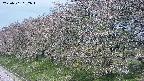 ochiai1-20250501092018.jpg