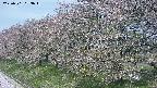 ochiai1-20250501093017.jpg