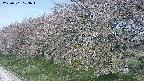 ochiai1-20250501103015.jpg