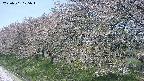 ochiai1-20250501105017.jpg