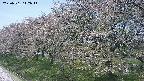 ochiai1-20250501112017.jpg