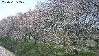 ochiai1-20250501122025.jpg