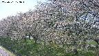 ochiai1-20250501123016.jpg
