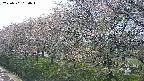 ochiai1-20250501130019.jpg