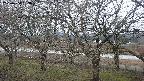 ochiai2-20250404053031.jpg