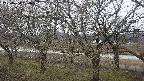 ochiai2-20250404060031.jpg