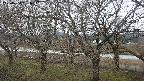ochiai2-20250404061032.jpg