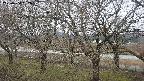 ochiai2-20250404062030.jpg