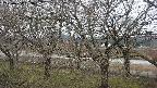 ochiai2-20250404063031.jpg