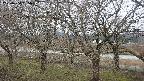 ochiai2-20250404065030.jpg