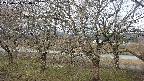 ochiai2-20250404074030.jpg