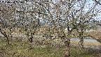 ochiai2-20250404075031.jpg