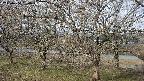 ochiai2-20250404080030.jpg