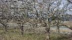 ochiai2-20250404083030.jpg