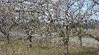 ochiai2-20250404085030.jpg