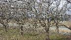 ochiai2-20250404091030.jpg