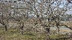 ochiai2-20250406090030.jpg
