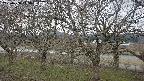 ochiai2-20250408113030.jpg