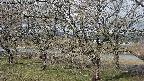 ochiai2-20250409075030.jpg