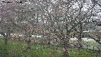 ochiai2-20250421070031.jpg