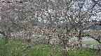 ochiai2-20250421080030.jpg