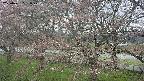 ochiai2-20250421081029.jpg