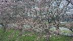 ochiai2-20250421084030.jpg