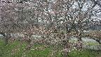 ochiai2-20250421100031.jpg