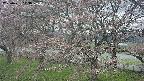 ochiai2-20250421113030.jpg