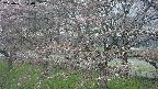 ochiai2-20250421120032.jpg